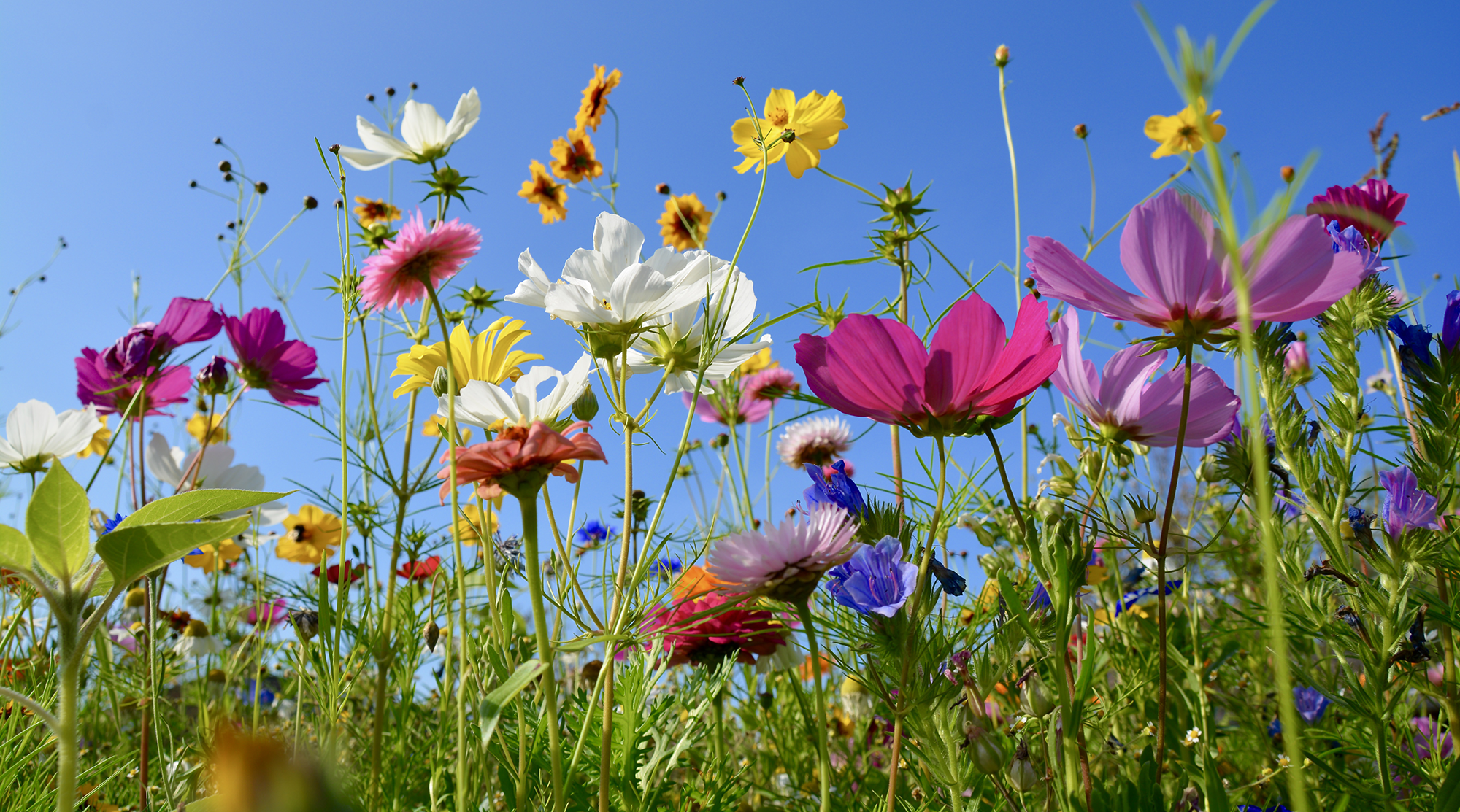 sommarbild_webb.png