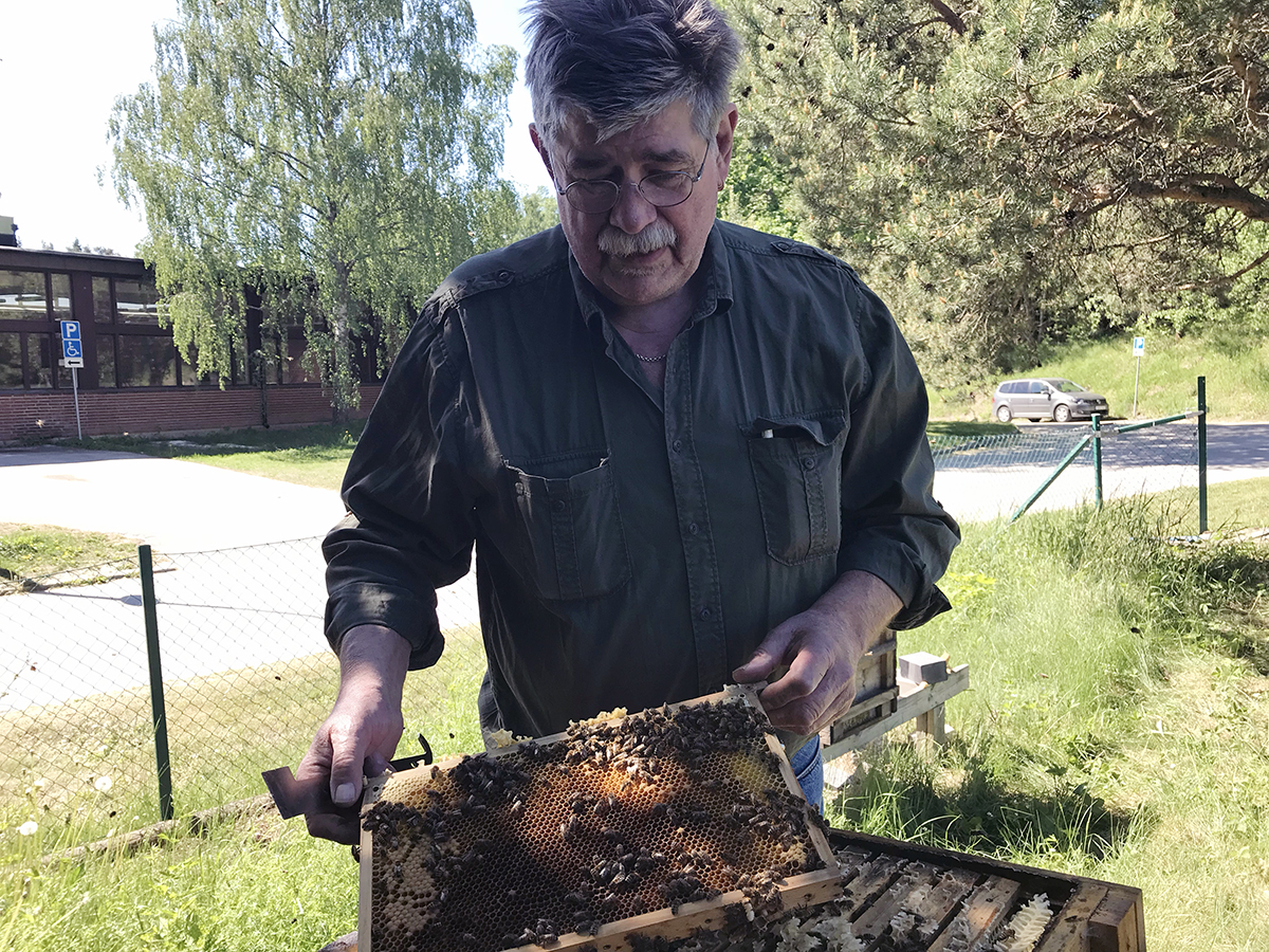 Bi i Björnkulla