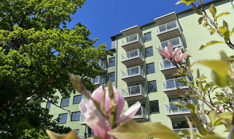 Magnolia framför en grön husfasasd