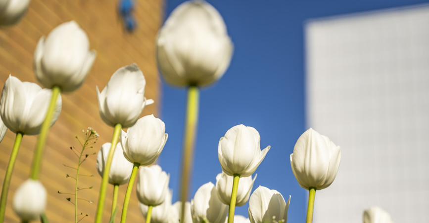 Vita tulpaner framför fasad