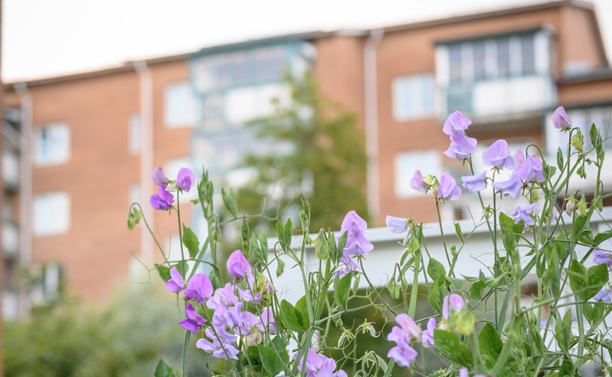 Exteriör Paradistorget 2 A-G omgivet av grönska.