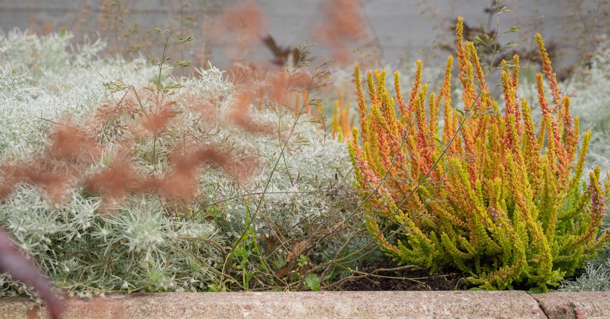 Plantering Diagnos 8