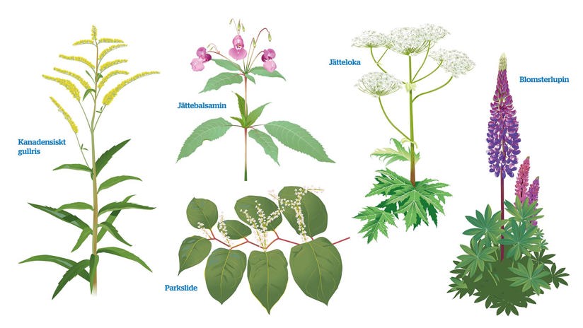 Illustration - fem invasiva växter