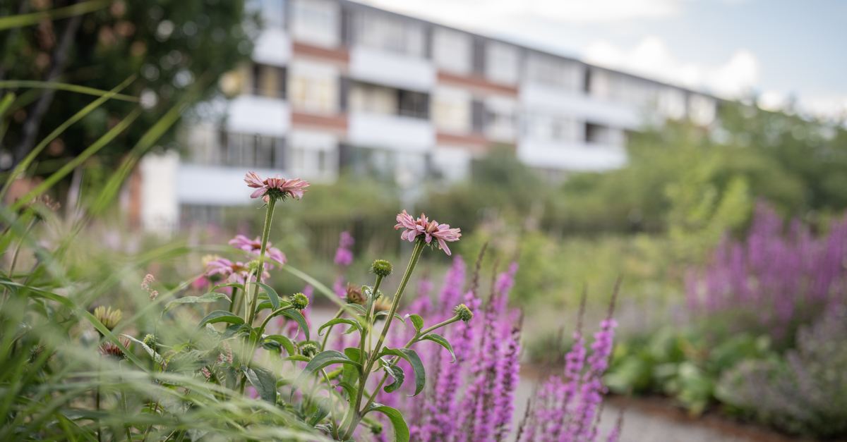 Blommor i parken Oasen i Vårby Gård.
