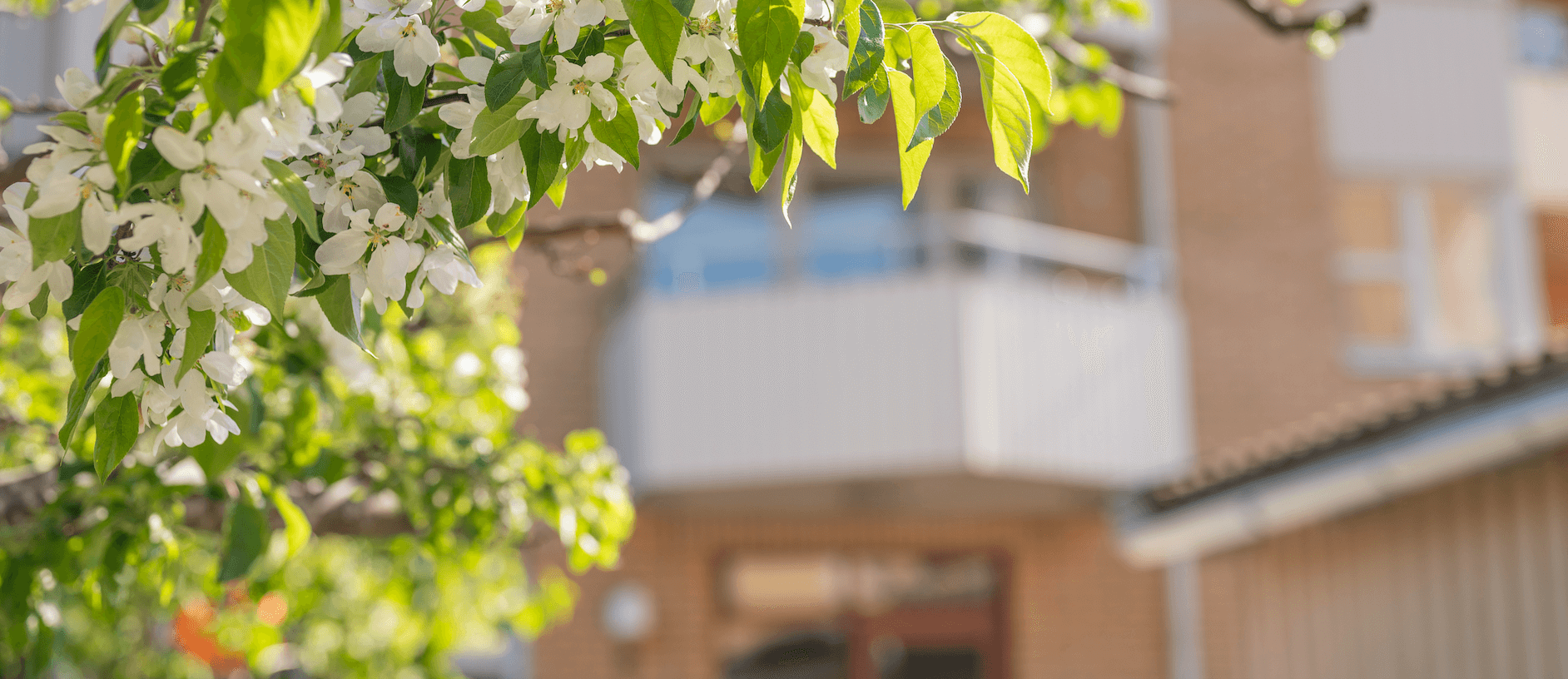Hus med blommigt träd i förgrunden